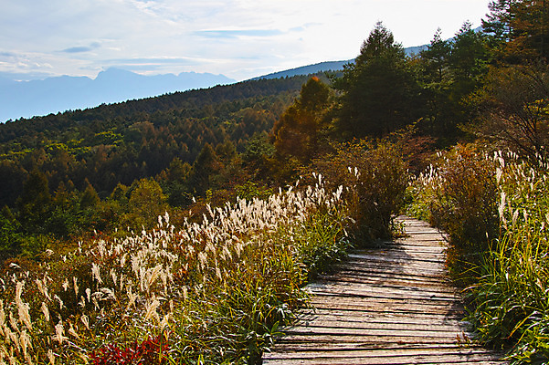 포토 JPG 주간 나무 해외풍경 자연 산 풍경 사람없음 야외 일본 산책로 야마나시 국내포토 자연요소 식물 해외 아시아 길 생태계 파일형식