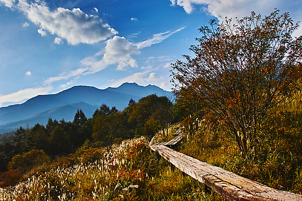 포토 JPG 주간 나무 구름 해외풍경 자연 하늘 산 풍경 사람없음 야외 일본 산책로 야마나시 국내포토 자연요소 식물 해외 아시아 길 생태계 파일형식