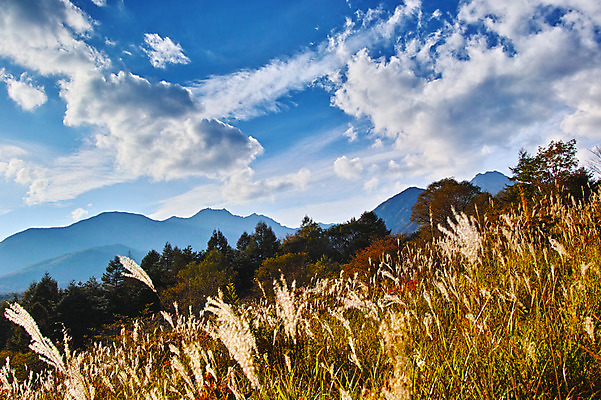 포토 JPG 주간 나무 구름 해외풍경 자연 하늘 산 갈대 풍경 사람없음 야외 일본 야마나시 국내포토 자연요소 식물 해외 아시아 생태계 파일형식