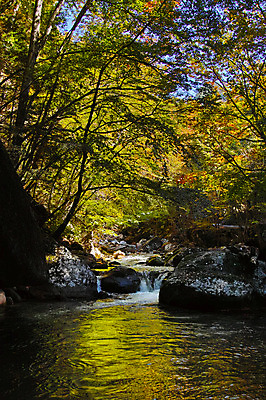 포토 JPG 주간 나무 해외풍경 자연 산 풍경 사람없음 야외 계곡 일본 바위 야마나시 국내포토 자연요소 식물 해외 아시아 돌_바위 생태계 파일형식