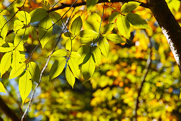 포토 JPG 주간 해외풍경 자연 나뭇잎 풍경 사람없음 야외 일본 야마나시 국내포토 자연요소 해외 아시아 잎 생태계 파일형식