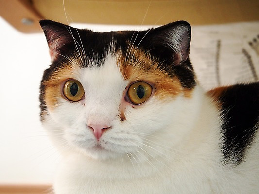 포토 JPG 한마리 해외풍경 실내 풍경 사람없음 일본 고양이 동물라이프 반려 국내포토 동물 1 해외 라이프스타일 아시아 포유류 내부 반려동물 파일형식