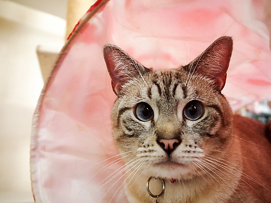 포토 JPG 한마리 해외풍경 실내 풍경 사람없음 일본 고양이 동물라이프 반려 국내포토 동물 1 해외 라이프스타일 아시아 포유류 내부 반려동물 파일형식