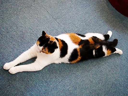 포토 JPG 한마리 해외풍경 실내 풍경 사람없음 일본 고양이 동물라이프 반려 국내포토 동물 1 해외 라이프스타일 아시아 포유류 내부 반려동물 파일형식