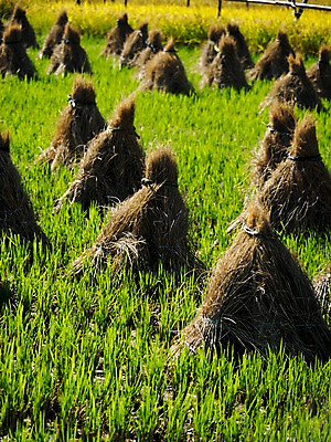 포토 JPG 주간 해외풍경 풍경 사람없음 야외 일본 볏짚 국내포토 자연요소 해외 아시아 짚 파일형식