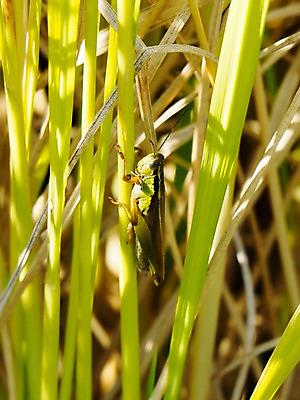 포토 JPG 주간 식물 해외풍경 풍경 사람없음 야외 일본 메뚜기 국내포토 자연요소 해외 아시아 곤충 파일형식