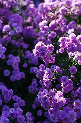 포토 JPG 주간 해외풍경 꽃 풍경 사람없음 야외 일본 과꽃 국내포토 자연요소 식물 해외 아시아 파일형식