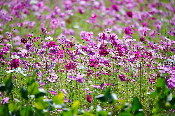 포토 JPG 주간 해외풍경 꽃 풍경 사람없음 야외 일본 코스모스 국내포토 자연요소 식물 해외 아시아 파일형식