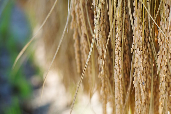 포토 JPG 주간 해외풍경 풍경 사람없음 야외 일본 벼 국내포토 자연요소 해외 아시아 곡류 파일형식