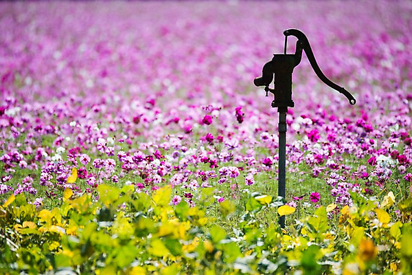 포토 JPG 주간 해외풍경 꽃밭 자연 풍경 사람없음 야외 일본 코스모스 물펌프 국내포토 자연요소 해외 꽃 아시아 생태계 펌프 파일형식