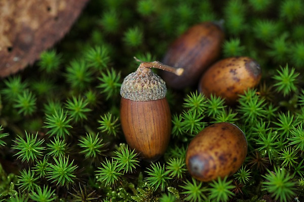 포토 JPG 주간 해외풍경 자연 풍경 사람없음 야외 일본 도토리 국내포토 자연요소 해외 아시아 견과류 생태계 파일형식