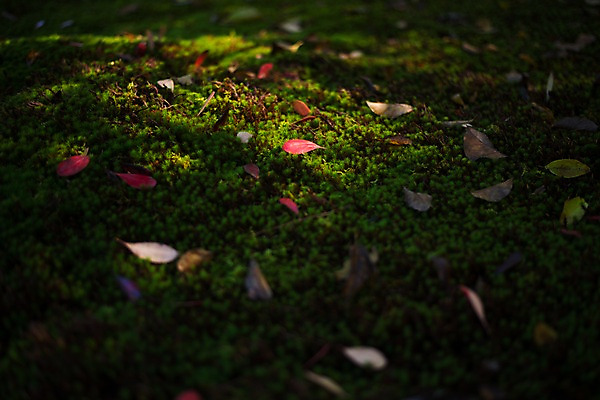 포토 JPG 주간 해외풍경 자연 나뭇잎 풍경 사람없음 야외 일본 국내포토 자연요소 해외 아시아 잎 생태계 파일형식