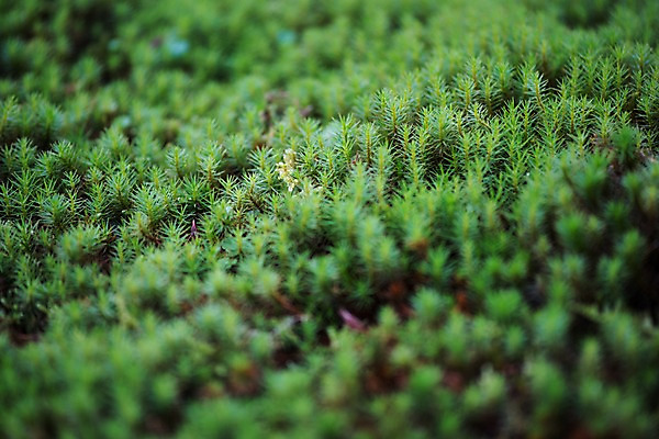 포토 JPG 주간 식물 해외풍경 자연 풍경 사람없음 야외 일본 국내포토 자연요소 해외 아시아 생태계 파일형식