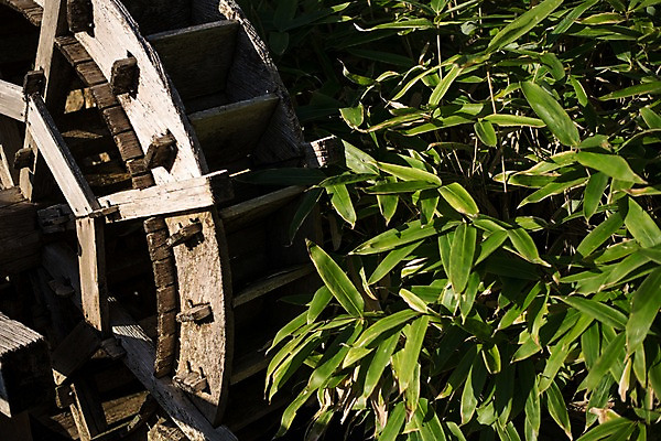 포토 JPG 주간 해외풍경 잎 자연 풍경 사람없음 야외 일본 물래방아 국내포토 자연요소 식물 해외 아시아 생태계 파일형식