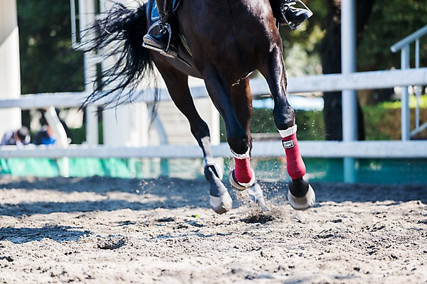 포토 JPG 주간 해외풍경 한명 풍경 야외 일본 말_동물 경마 경마장 국내포토 자연요소 1 해외 아시아 포유류 사람 파일형식
