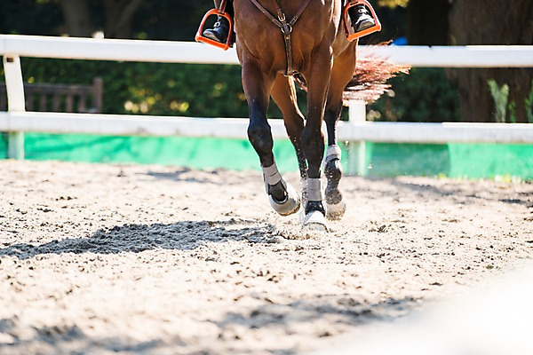 포토 JPG 주간 해외풍경 한명 풍경 야외 일본 말_동물 경마 경마장 국내포토 자연요소 1 해외 아시아 포유류 사람 파일형식