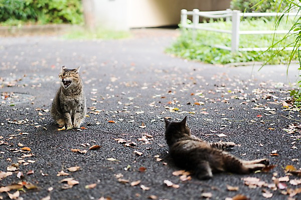 포토 JPG 주간 해외풍경 두마리 거리 풍경 사람없음 야외 일본 고양이 동물라이프 반려 국내포토 자연요소 동물 해외 라이프스타일 아시아 2 포유류 반려동물 파일형식
