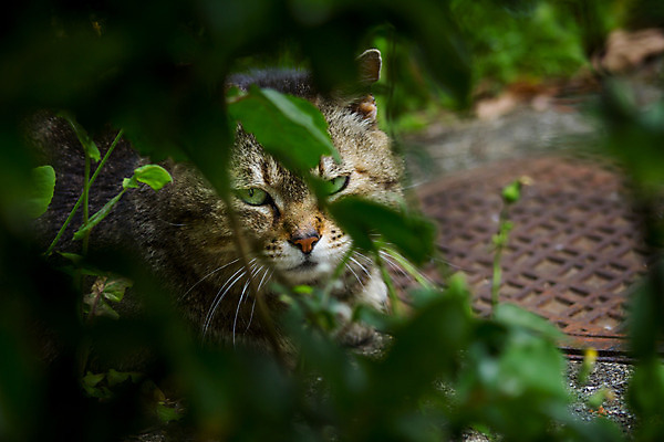 포토 JPG 주간 한마리 해외풍경 풍경 사람없음 야외 일본 고양이 동물라이프 반려 국내포토 자연요소 동물 1 해외 라이프스타일 아시아 포유류 반려동물 파일형식