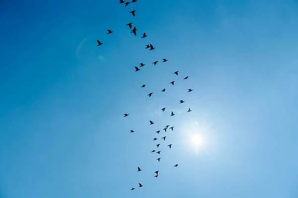 포토 JPG 주간 해외풍경 여러마리 조류 하늘 풍경 사람없음 야외 태양 일본 국내포토 자연요소 동물 해외 아시아 다수 파일형식