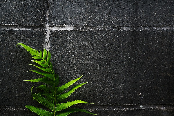 포토 JPG 주간 식물 해외풍경 벽 풍경 사람없음 야외 일본 국내포토 자연요소 해외 아시아 파일형식