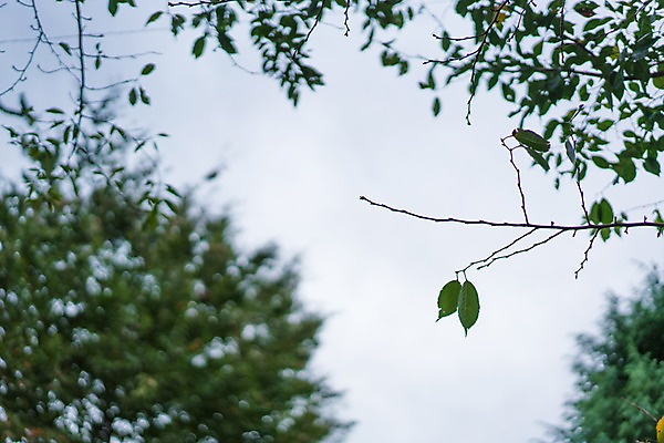 포토 JPG 주간 나무 해외풍경 자연 하늘 나뭇잎 풍경 사람없음 야외 일본 국내포토 자연요소 식물 해외 아시아 잎 생태계 파일형식