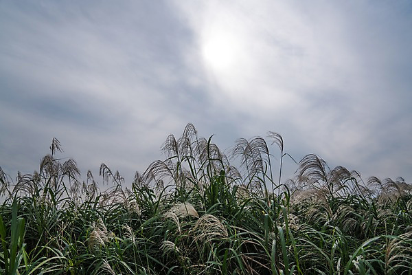포토 JPG 주간 해외풍경 자연 하늘 갈대 풍경 사람없음 야외 일본 국내포토 자연요소 식물 해외 아시아 생태계 파일형식
