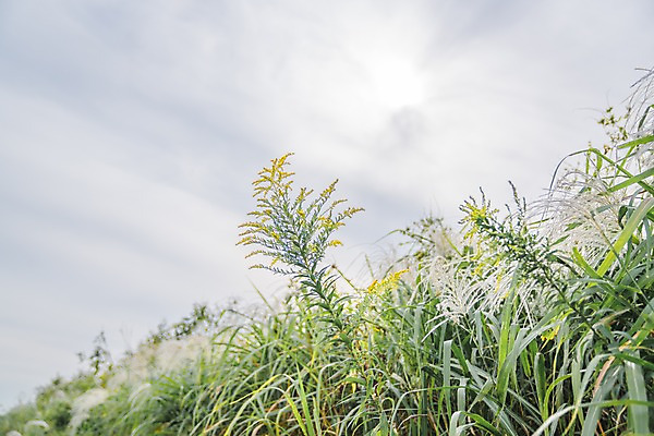 포토 JPG 주간 식물 해외풍경 자연 하늘 풍경 사람없음 야외 일본 국내포토 자연요소 해외 아시아 생태계 파일형식