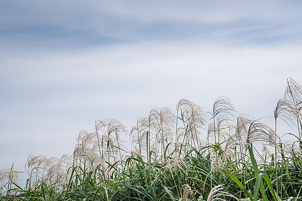 포토 JPG 주간 해외풍경 자연 하늘 갈대 풍경 사람없음 야외 일본 국내포토 자연요소 식물 해외 아시아 생태계 파일형식