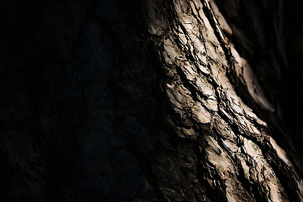 포토 JPG 주간 나무 해외풍경 자연 풍경 사람없음 야외 일본 국내포토 자연요소 식물 해외 아시아 생태계 파일형식