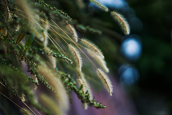 포토 JPG 주간 해외풍경 자연 풍경 사람없음 야외 아웃포커스 일본 강아지풀 국내포토 자연요소 식물 해외 아시아 촬영기법 생태계 한해살이풀 파일형식