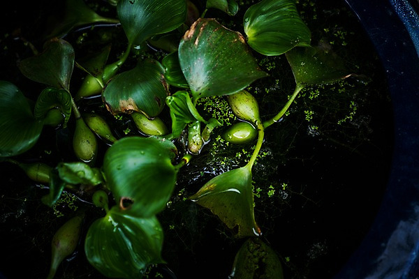 포토 JPG 주간 해외풍경 자연 풍경 사람없음 야외 일본 수중식물 국내포토 자연요소 식물 해외 아시아 생태계 파일형식