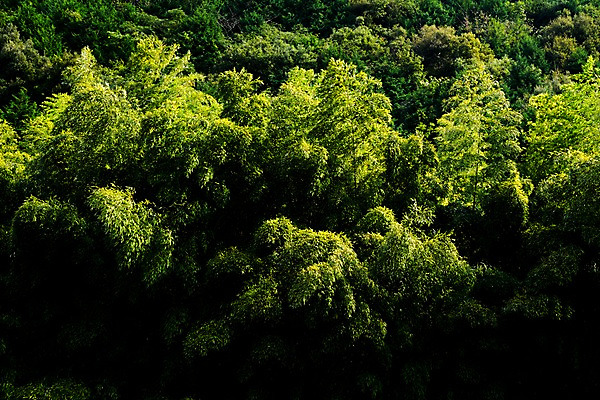 포토 JPG 주간 나무 해외풍경 자연 풍경 사람없음 야외 일본 숲 국내포토 자연요소 식물 해외 아시아 생태계 파일형식