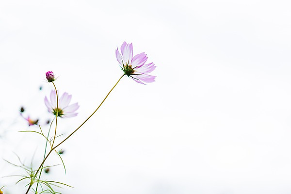 포토 JPG 주간 해외풍경 자연 풍경 사람없음 야외 일본 코스모스 국내포토 자연요소 해외 꽃 아시아 생태계 파일형식