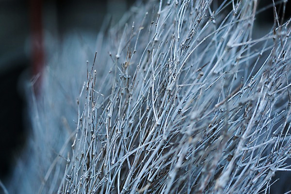 포토 JPG 주간 해외풍경 풍경 사람없음 야외 일본 나뭇가지 국내포토 자연요소 나무 해외 아시아 파일형식