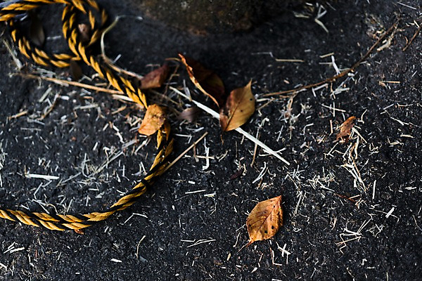 포토 JPG 주간 해외풍경 줄 나뭇잎 풍경 사람없음 야외 일본 길바닥 국내포토 자연요소 해외 아시아 잎 바닥 파일형식