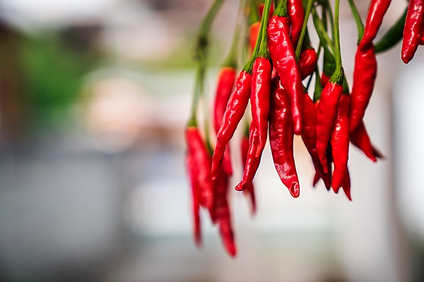 포토 JPG 주간 해외풍경 고추 풍경 사람없음 야외 일본 국내포토 자연요소 해외 아시아 채소 파일형식