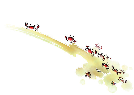 PSD 일러스트 캘리그라피 붓터치 불가사리 사람없음 꽃게 번짐 국내일러스트 극피동물 게 파일형식 효과