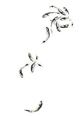 PSD 일러스트 식재료 캘리그라피 붓터치 사람없음 멸치 국내일러스트 어류 파일형식