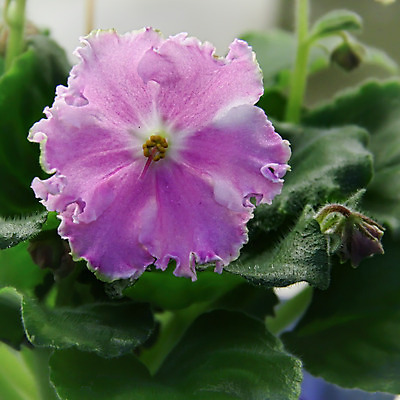 포토 JPG 해외이미지 식물 디자인 꽃잎 꽃 분홍색 꽃다발 백그라운드 잎 꽃무늬 패턴 자연 주택 취미 사람없음 내부 장식 초록색 컬러풀 정원 보라색 놀람 봄 벚꽃 신선 냄비 제비꽃 묘사 원예 내추럴 심기 영원 해외202004 해외포토 계절 감정 컬러 무늬 모션 표정 건물 솥 생태계 파일형식 이미지허브