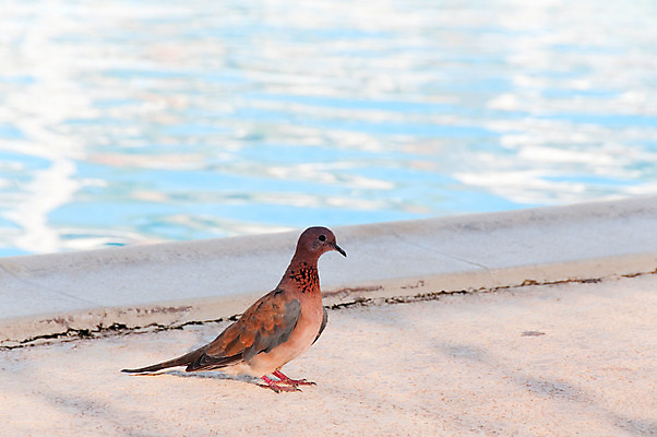 포토 JPG 해외이미지 동물 계절 공원 야생동물 바다 이동 자연 벽지 조류 사람없음 야외 물 파란색 강 갈색 수영 흰색 도시 깃털 비둘기 엽서 생존 해외202004 해외포토 자연요소 공공시설 컬러 컨셉 수상스포츠 편지 생태계 파일형식 이미지허브