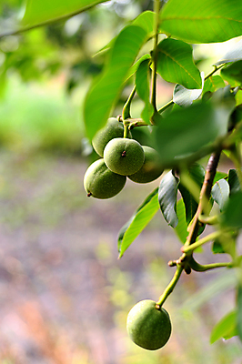 포토 JPG 해외이미지 나무 식물 디자인 계절 음식 백그라운드 잎 농업 과일 재료 자연 건강 사람없음 초록색 여름 농작물 태양 농장 정원 맑음 견과류 수확 성장 껍질 가을 나뭇가지 신선 오픈 그룹 과수원 먹기 유기농 날것 호두 내추럴 밭일 숙성 채식주의자 비건 해외202004 해외포토 자연요소 웰빙 산업 컬러 모션 날씨 생태계 채식 파일형식 이미지허브