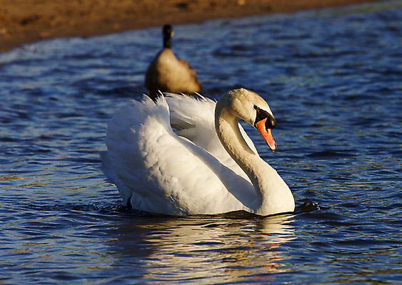 포토 JPG 해외이미지 응시 호수 오렌지 조류 손잡이 사람없음 물 머리 검은색 수영 힘 흰색 자신감 깃털 백조 목 계산서 벙어리 해외202004 해외포토 자연요소 동물 시선 감정 컬러 과일 신체부위 수상스포츠 파일형식 이미지허브