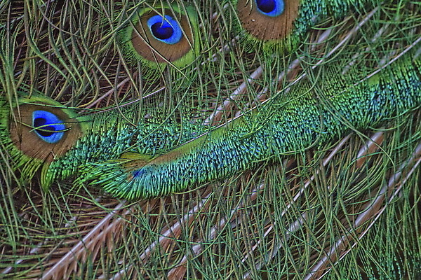 포토 JPG 해외이미지 동물 야생동물 백그라운드 패턴 자연 조류 사람없음 초록색 파란색 컬러풀 머리 공작 깃털 질감 꼬리 부리 해외202004 해외포토 컬러 무늬 신체부위 생태계 파일형식 이미지허브