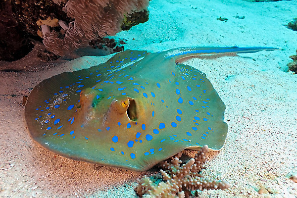 포토 JPG 해외이미지 식물 동물 야생동물 자연 이집트 어류 사람없음 물 파란색 컬러풀 수중 점 산호 암초 동물상 소금물 해외202004 해외포토 자연요소 컬러 아프리카 조형물 수중동물 자포동물 생태계 파일형식 이미지허브