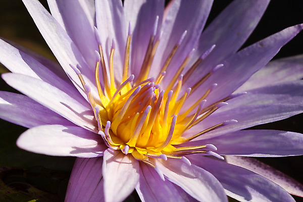 포토 JPG 해외이미지 식물 꽃잎 꽃 아시아 분홍색 백그라운드 꽃무늬 태국 자연 연꽃 사람없음 야외 장식 초록색 물 여름 컬러풀 노란색 환경 정원 보라색 벚꽃 연못 개화 백합 제비꽃 내추럴 이국적 해외202004 해외포토 자연요소 계절 나라 컬러 무늬 생태계 파일형식 이미지허브