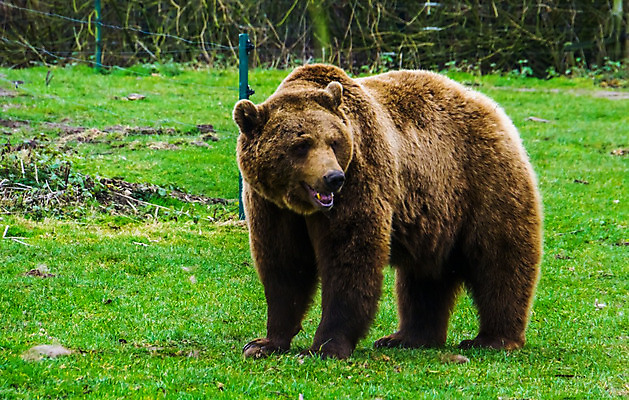 포토 JPG 해외이미지 동물 유럽 아시아 얼굴 곰 포유류 산 털 동물원 서기 동양인 사람없음 갈색 머리 미국 숲 큼 땅 모피 북쪽 동물상 인기 해외202004 해외포토 나라 컬러 북아메리카 모션 인종 신체부위 조형물 크기 방향 파일형식 이미지허브