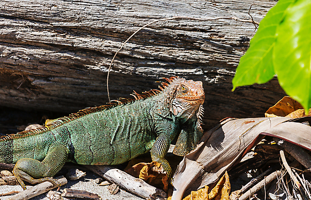 포토 JPG 해외이미지 나무 동물 야생동물 포즈 신체 파충류 자연 사람없음 야외 초록색 반려동물 컬러풀 머리 환경 미국 용 중앙아메리카 피부 네덜란드 도마뱀 이구아나 코스타리카 해외202004 해외포토 식물 유럽 컬러 북아메리카 아메리카 신체부위 생태계 파일형식 이미지허브
