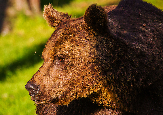 포토 JPG 해외이미지 나무 동물 응시 야생동물 곰 포유류 자연 털 사람없음 야외 갈색 숲 위험 큼 육식동물 해외202004 해외포토 식물 시선 컬러 컨셉 크기 생태계 파일형식 이미지허브