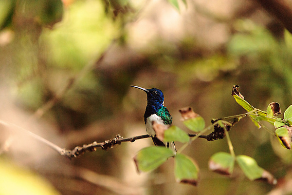 포토 JPG 해외이미지 날개 자연 조류 사람없음 깃털 해외202004 해외포토 동물 생태계 파일형식 이미지허브