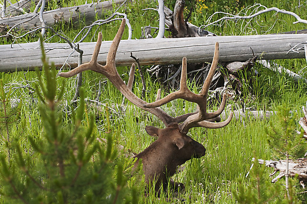 포토 JPG 해외이미지 공원 남자 야생동물 포유류 초식동물 사슴 뿔 사람없음 원주민 큼 황소 엘크 반추동물 해외202004 해외포토 동물 공공시설 사람 소 아프리카인 크기 파일형식 이미지허브